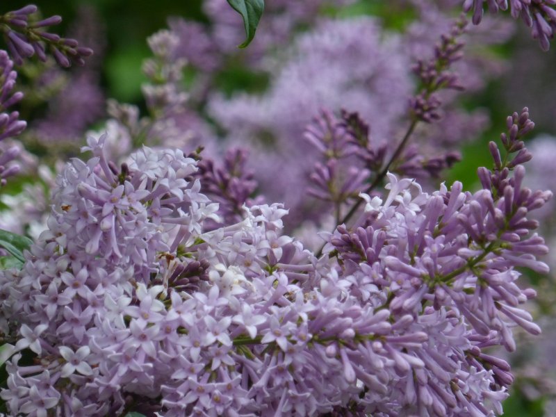 Сирень Персидская рассеченнолистная (Syringa persica laciniata)