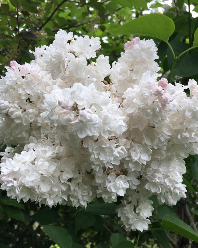 Syringa vulgaris Krasawica Moskwy
