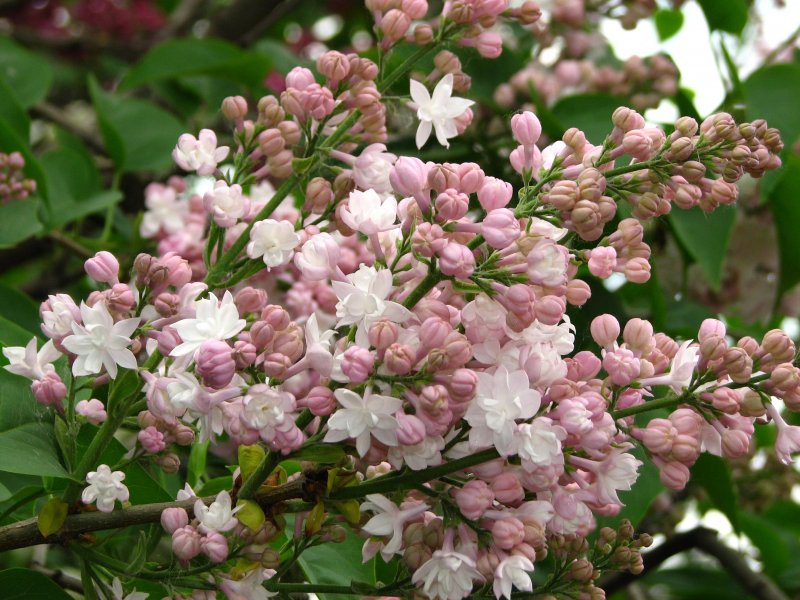 Сирень обыкновенная Syringa vulgaris "Beauty of Moscow"