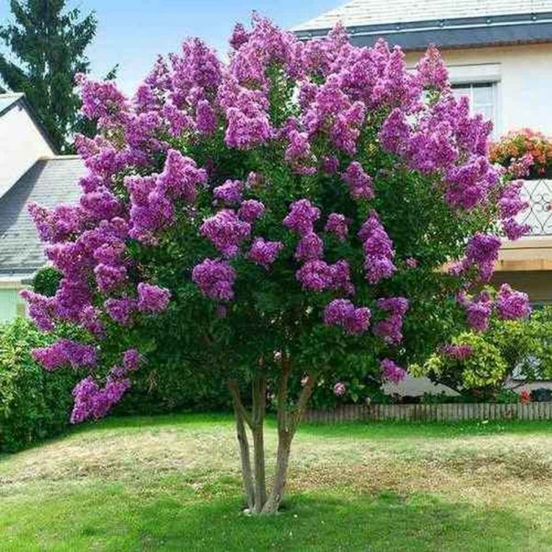 Сирень Вольфа Syringa wolfii