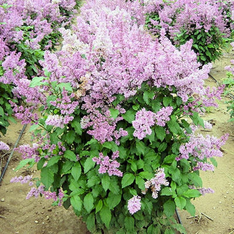 Персидская сирень лат Syringa persica