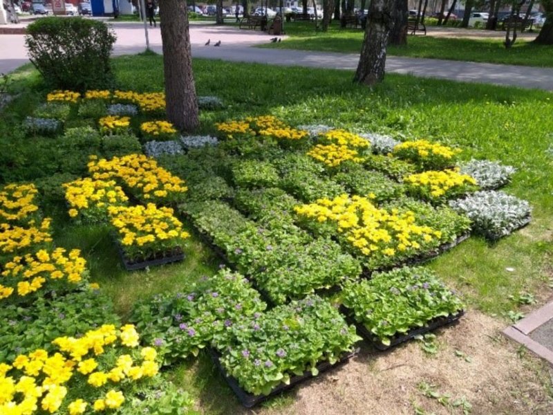 Агератум и бархатцы