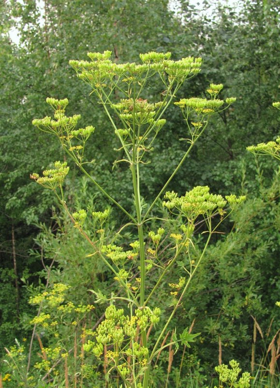 Petroselinum crispum корень петрушки