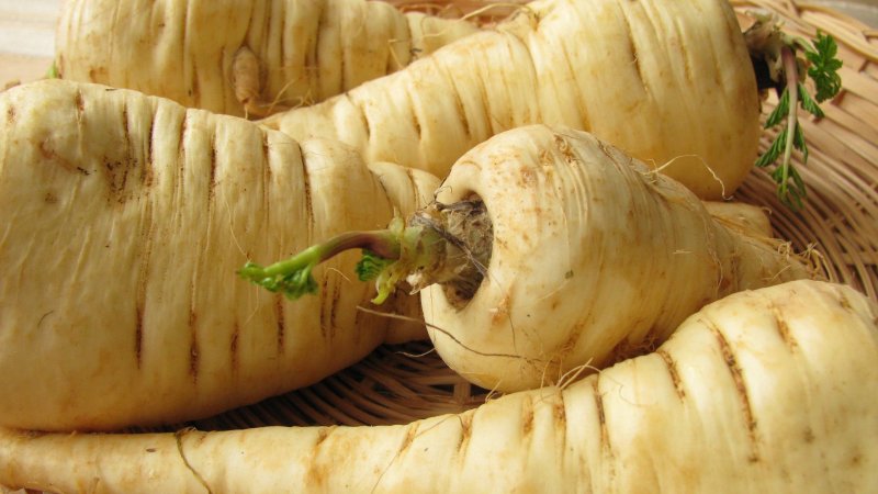 Pastinaca Sylvestris