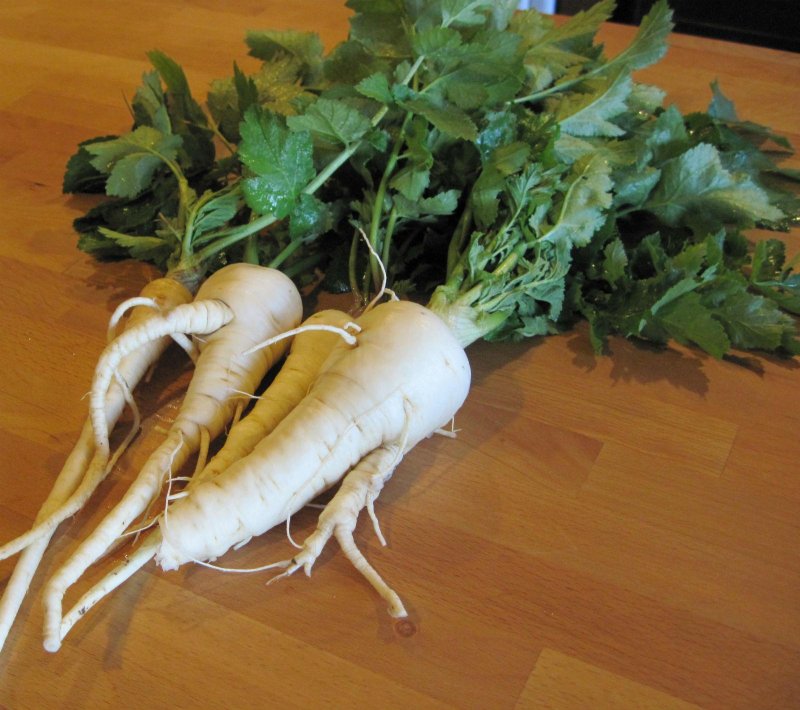 Пастернак ( Parsnip)