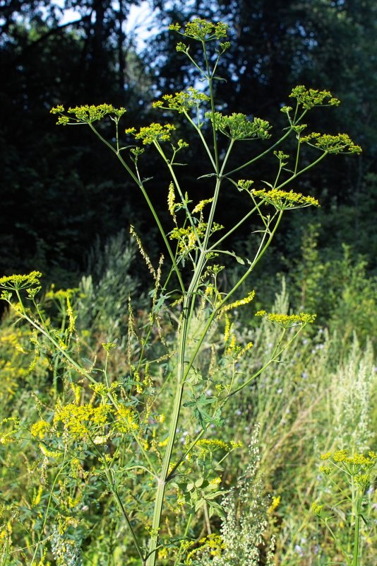 Pastináca Sylvestris