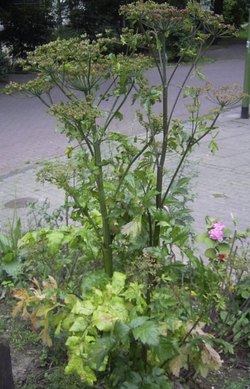 Пастернак корнеплод