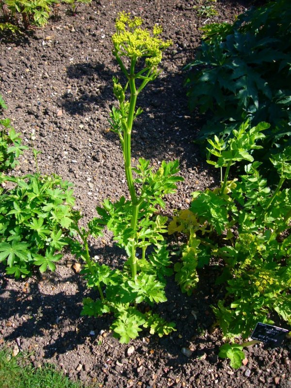 Pastinaca Sylvestris