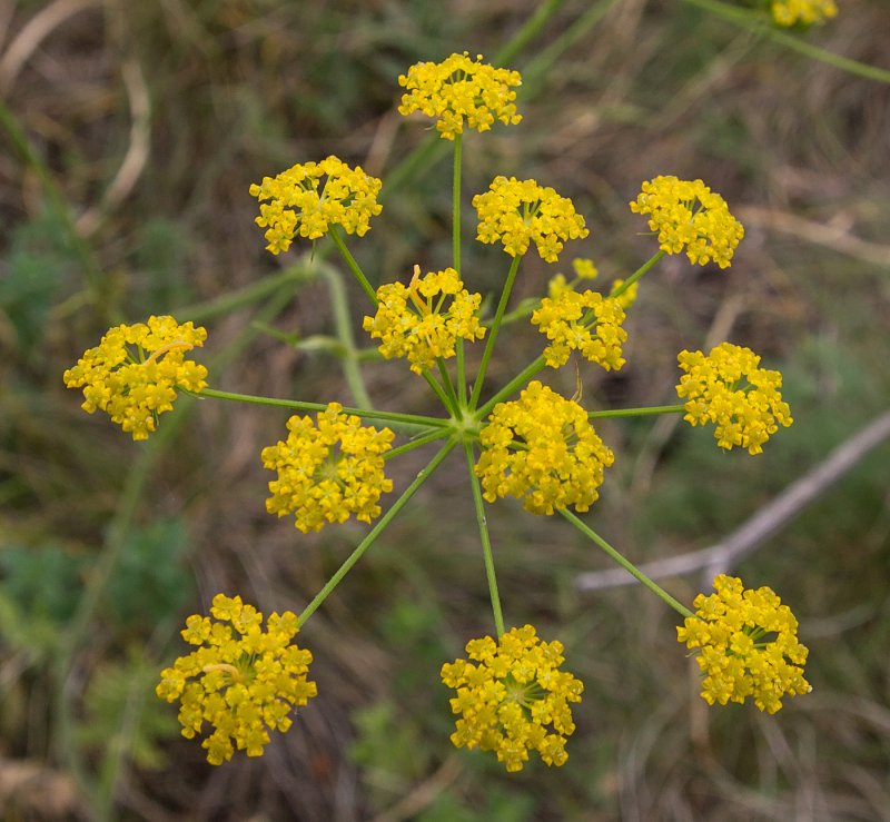 Pastinaca Sylvestris