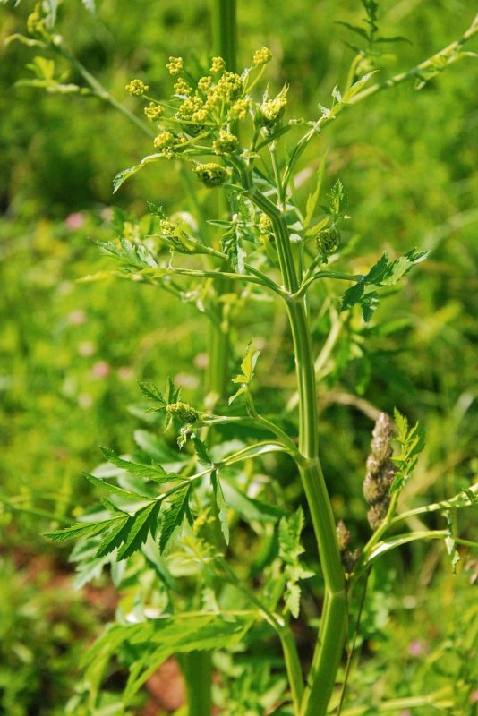 Pastináca Sylvestris