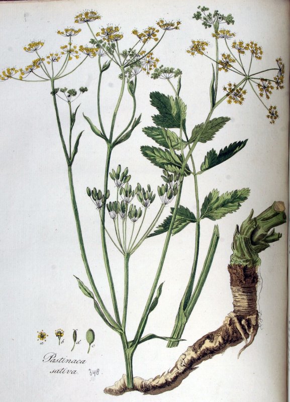 Pastinaca Sylvestris Пастернак Лесной