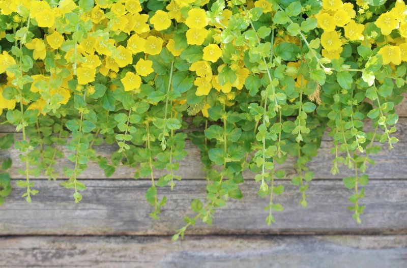 Вербейник монетчатый / Lysimachia nummularia (контейнер с1)