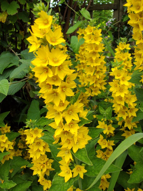 Вербейник монетчатый (Lysimachia nummularia "Aurea")