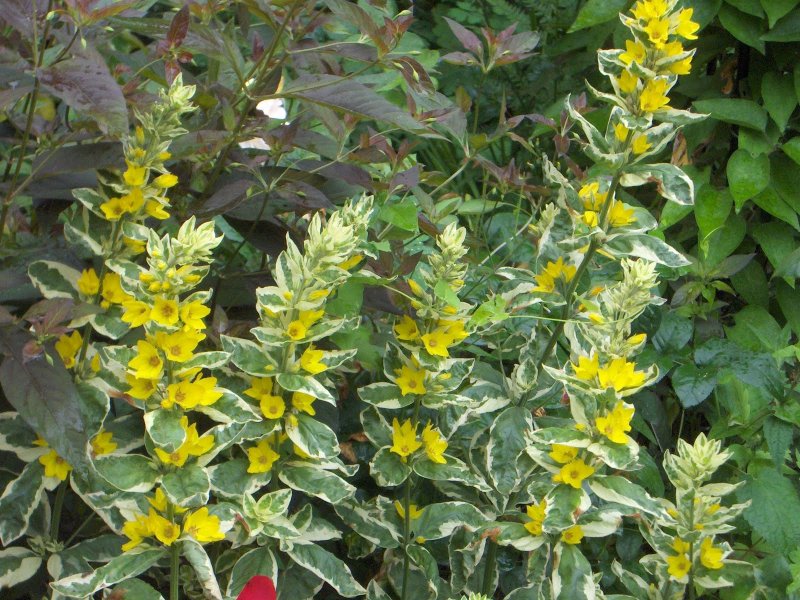 Вербейник монетчатый (Lysimachia nummularia)