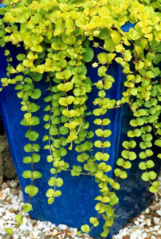Вербейник монетчатый (Lysimachia nummularia "Aurea")