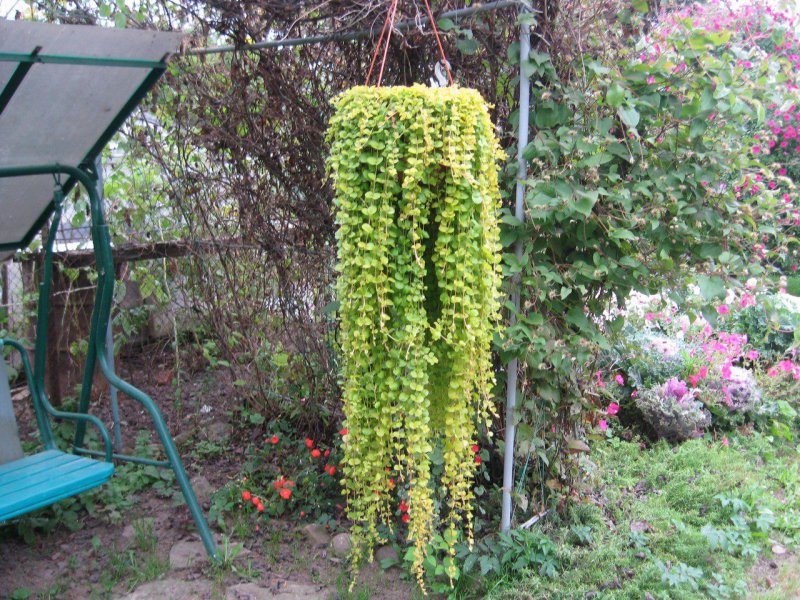 Лизимахия ампельная семена