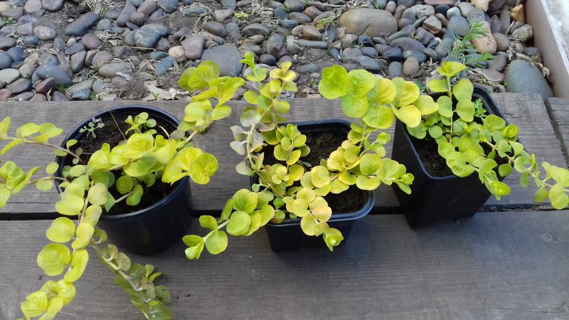 Вербейник монетчатый (Lysimachia nummularia "Aurea")