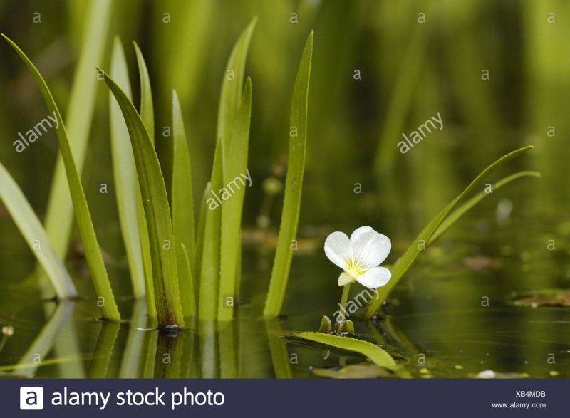 Водные растения в Оби