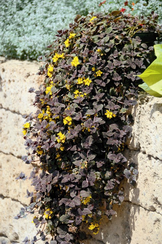 Lysimachia Golden foliage