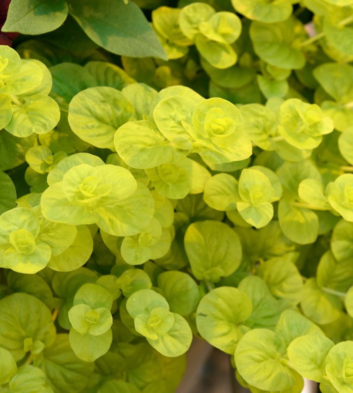 Вербейник точечный (Lysimachia punctata)