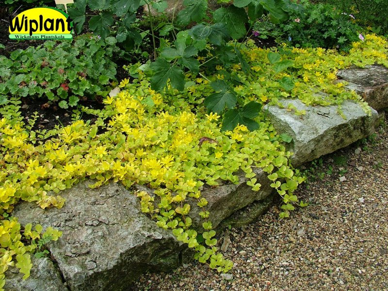 Creeping Jenny