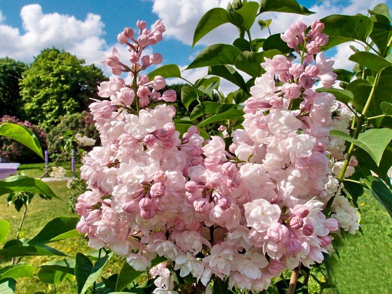Сирень Бель де Нанси