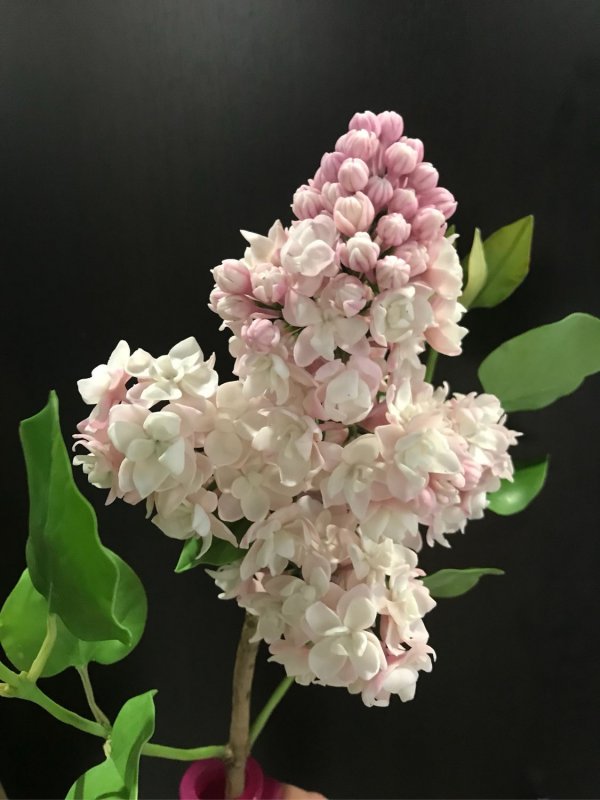 Syringa vulgaris красавица Москвы