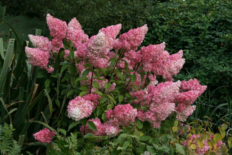 Гортензия метельчатая Vanille Fraise