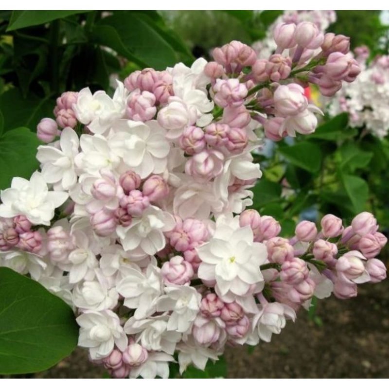 Сирень обыкновенная Syringa vulgaris "Beauty of Moscow"