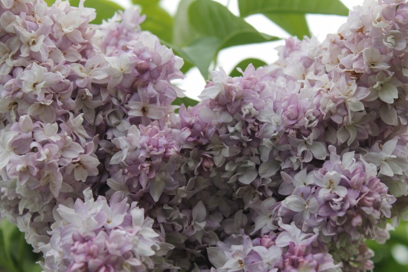 Syringa vulgaris Krasawica Moskwy