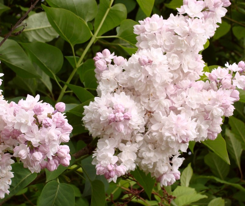 Syringa vulgaris красавица Москвы штамб