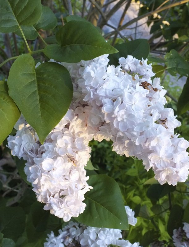 Syringa vulgaris Beauty of Moscow