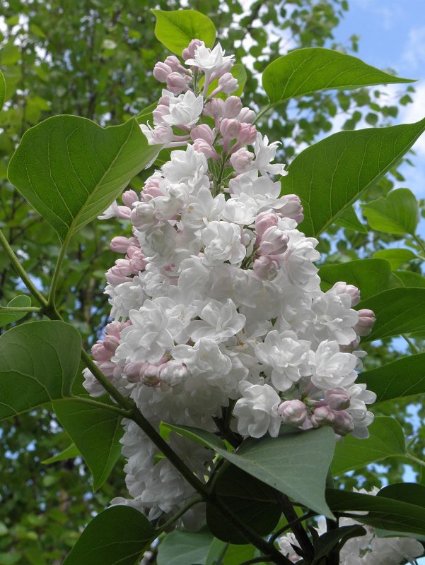 Syringa vulgaris красавица Москвы