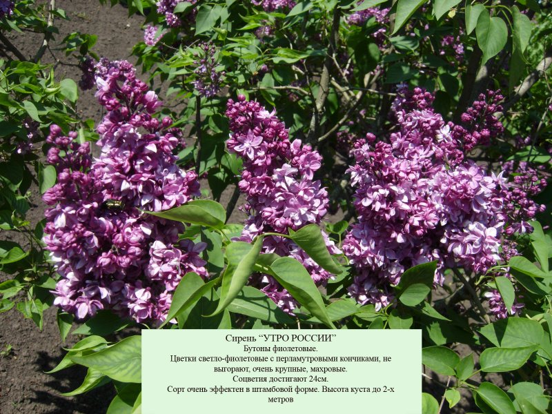 Syringa vulgaris сирень