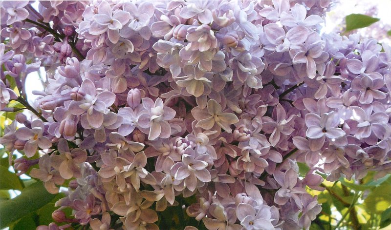 Сирень Звегинцова (Syringa