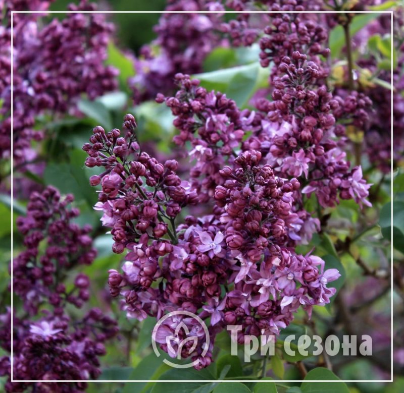 Сирень Белисент