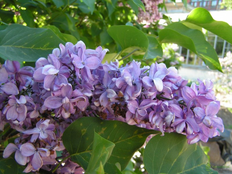 Сирень Анна Шиач