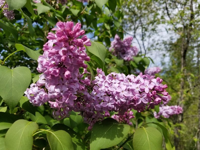 Сирень обыкновенная (Syringa vulgaris)