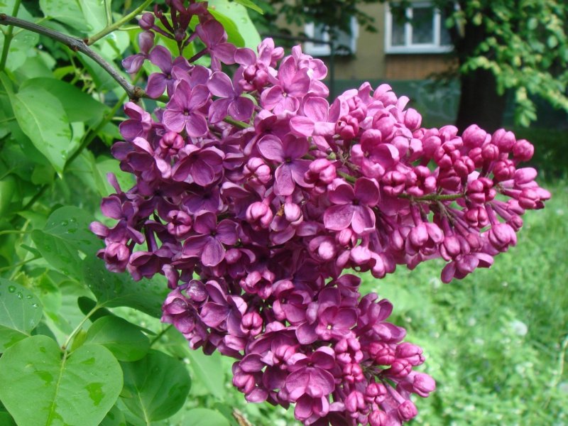 Сирень сорт Максимович