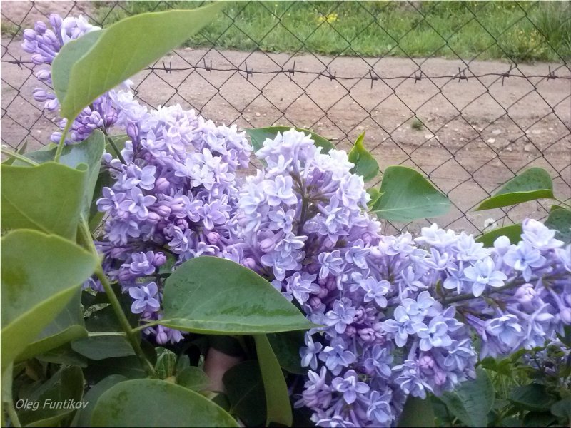 Сорт сирени Джамбул