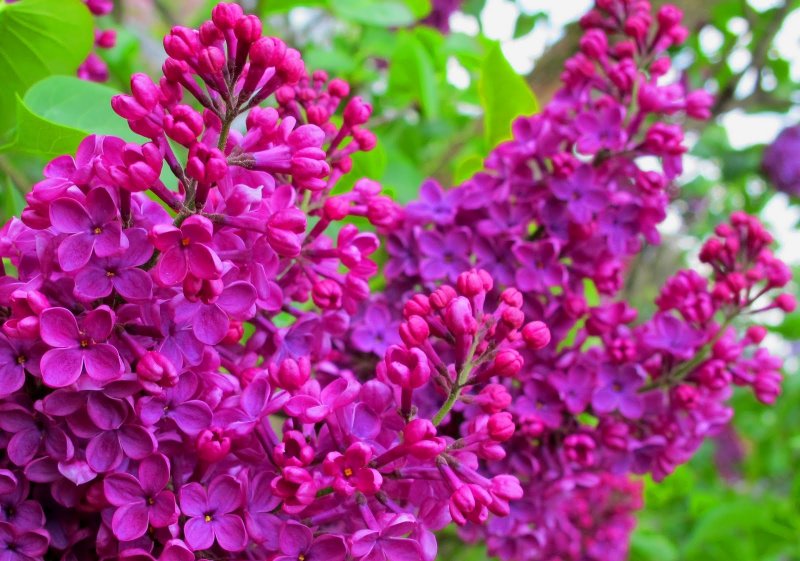 Syringa vulgaris сирень