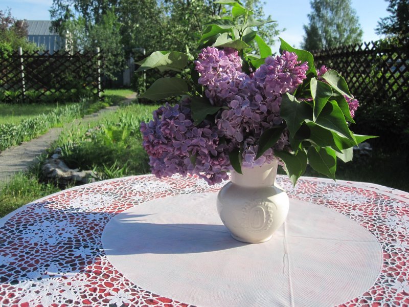 Майская сирень куст