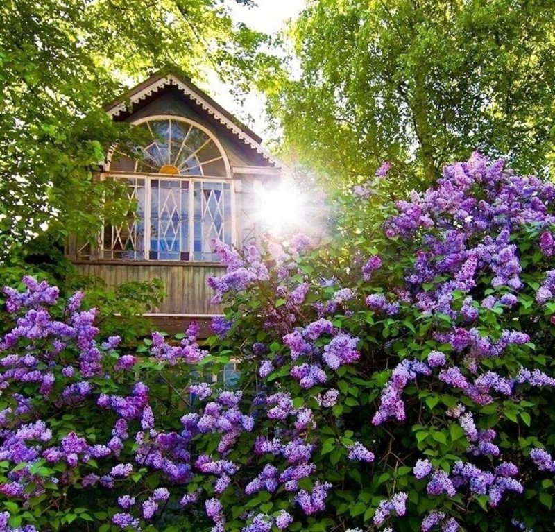 Деревенский домик с сиренью