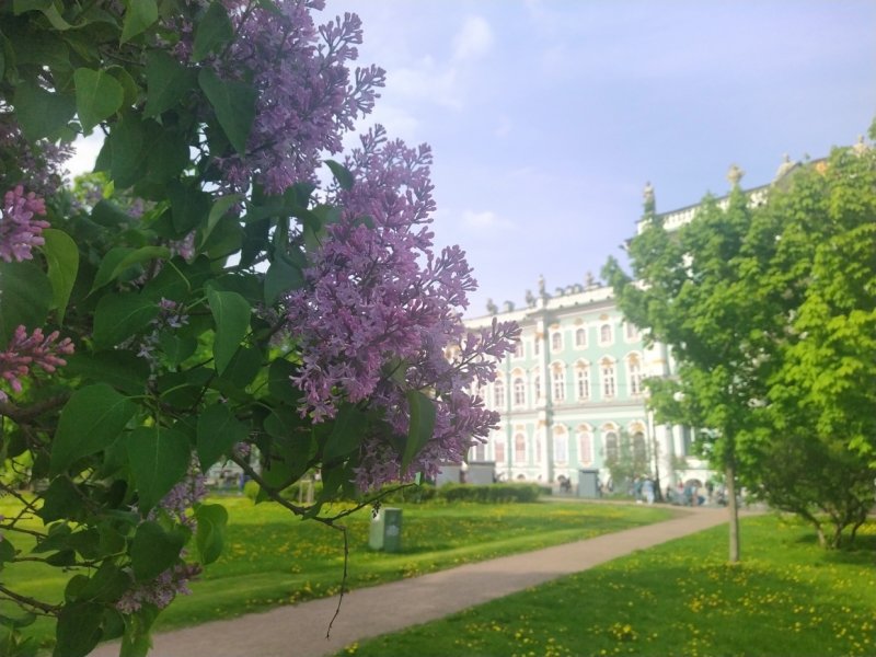 Сирень Аукубафолия