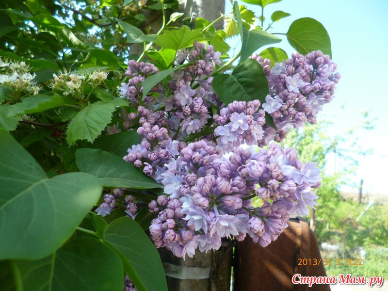 Сирень Эйлерса