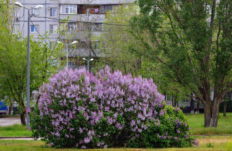 Сирень обыкновенная мадам Антуан Бюхнер
