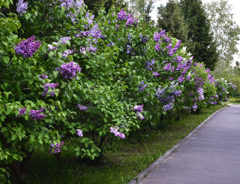 Сирень венгерская Живая изгородь