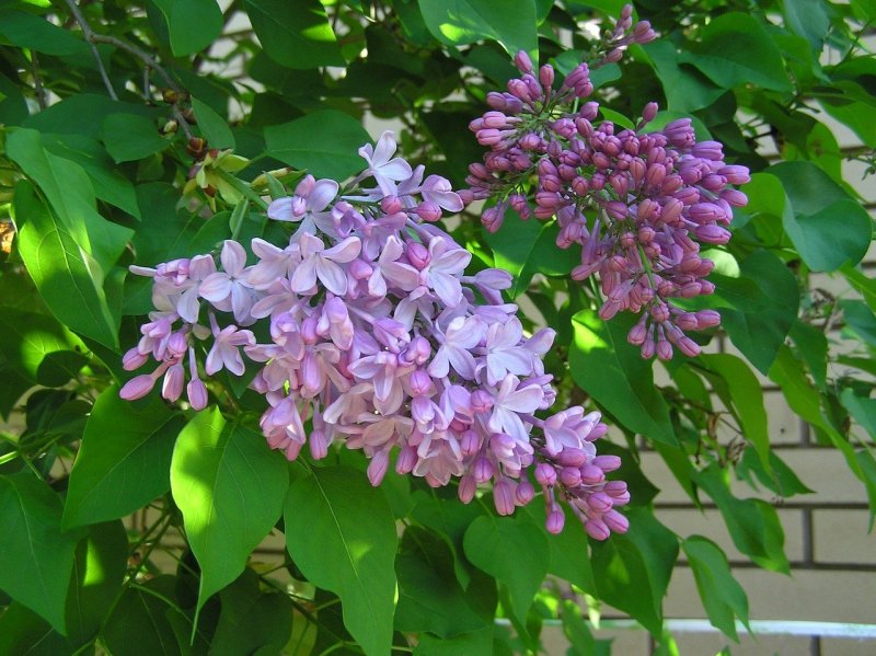Сирень Вульфа куст