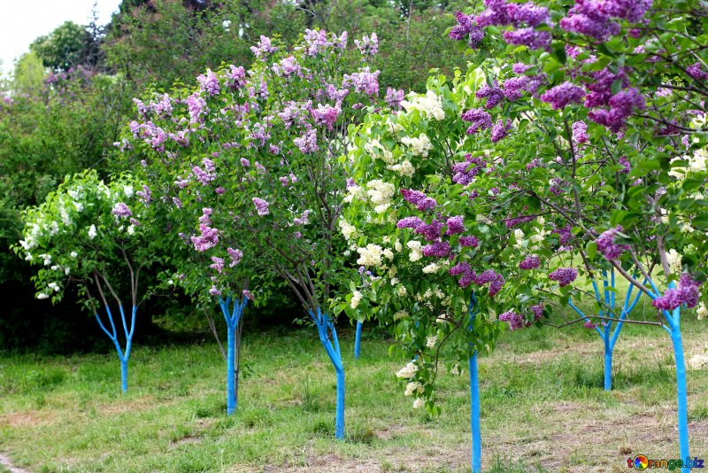 Syringa vulgaris
