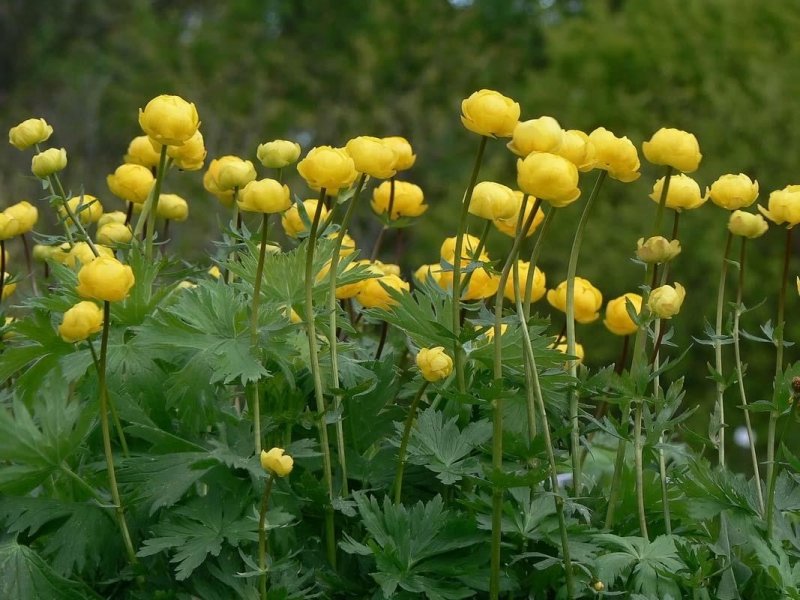 Купальница троллиус